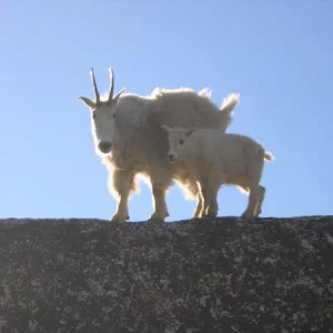 Mountain goat and her kid