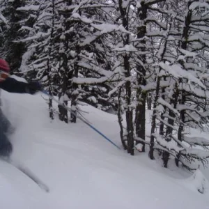 powder day in the trees...awesome photo