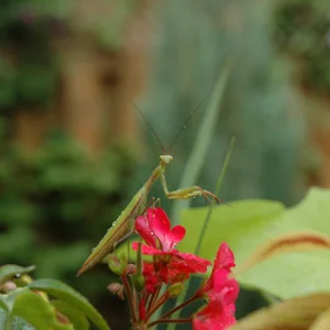 saw the mantis when i was outside before work this morning