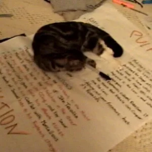 My cat does my homework!