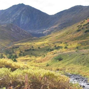 Alaska's fall colors.....