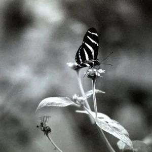 B/W Butterfly