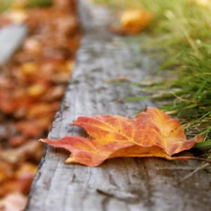 Leaf on side of road