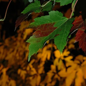 Autumn: Sassafras and Maple