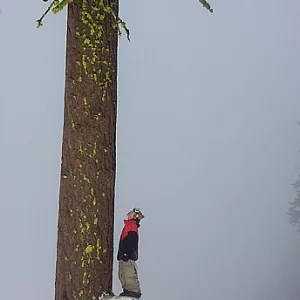 Candide tree jib by Sjöström
