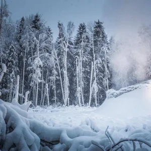 Magic Forest.