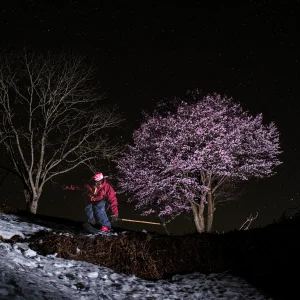 cherry blossoms ski