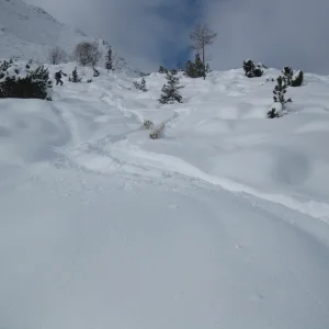 Two powder hounds!