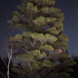 Cool Tree Night Shot
