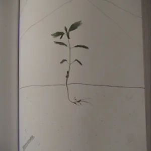 authentic plant/drawing