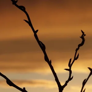 Kinda cool sunset + foilage