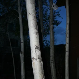 trees@ night