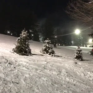 Flipping tree stumps