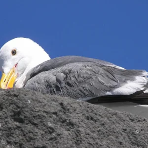 Western Gull