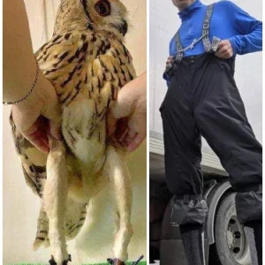 Fun fact: Ahall is part owl 