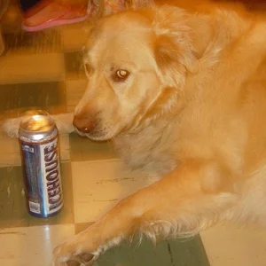 Dog Beer