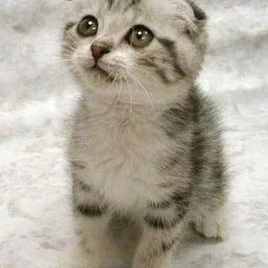 My kitty looking  at me