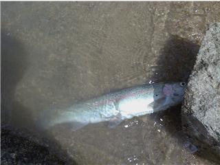 15 and a half inches long pretty small