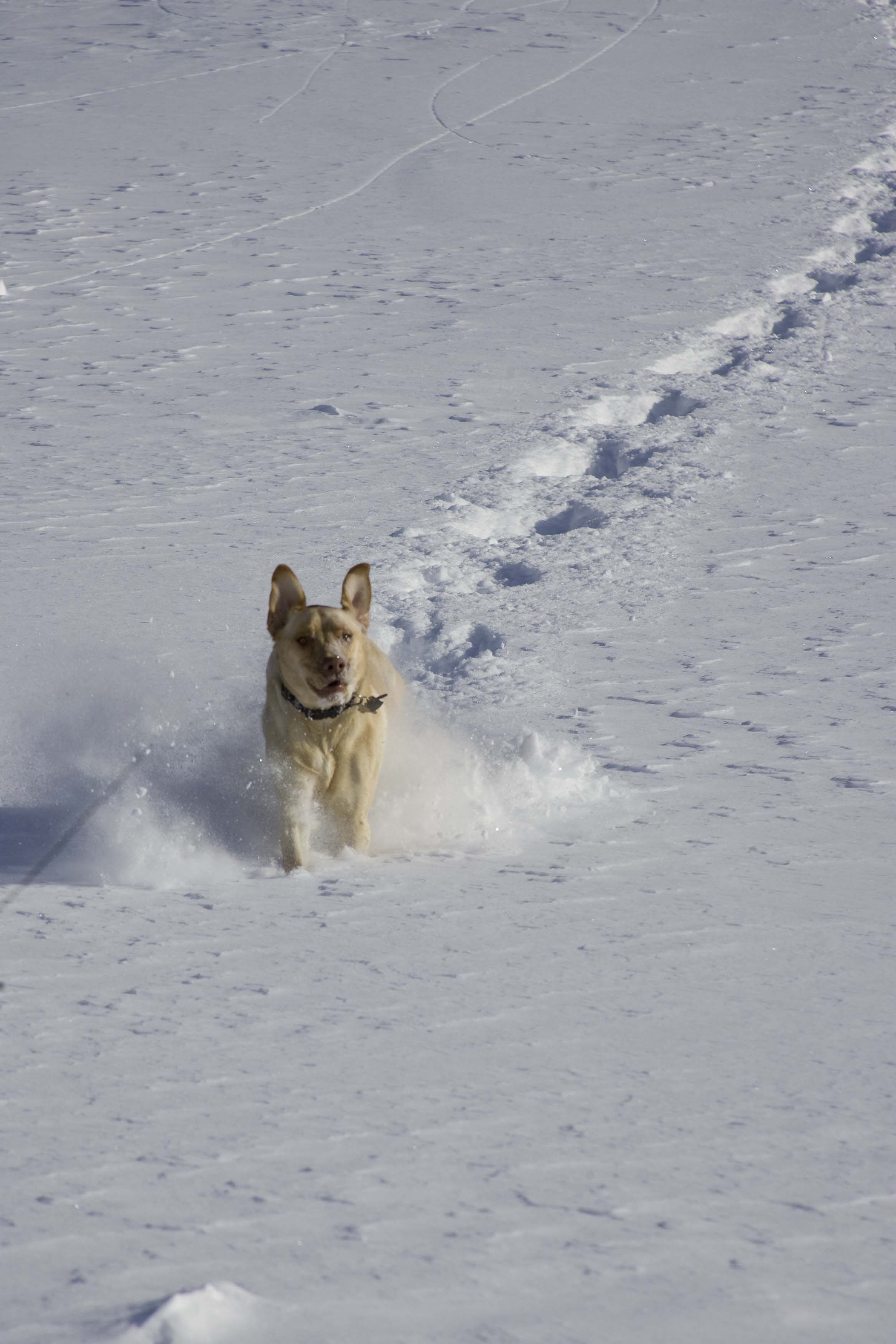 4 legs and face shots