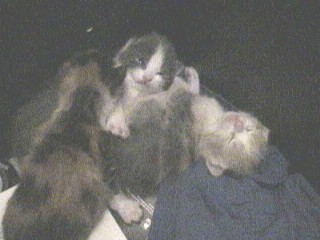 6th Litter, #'s 18, 19, 20