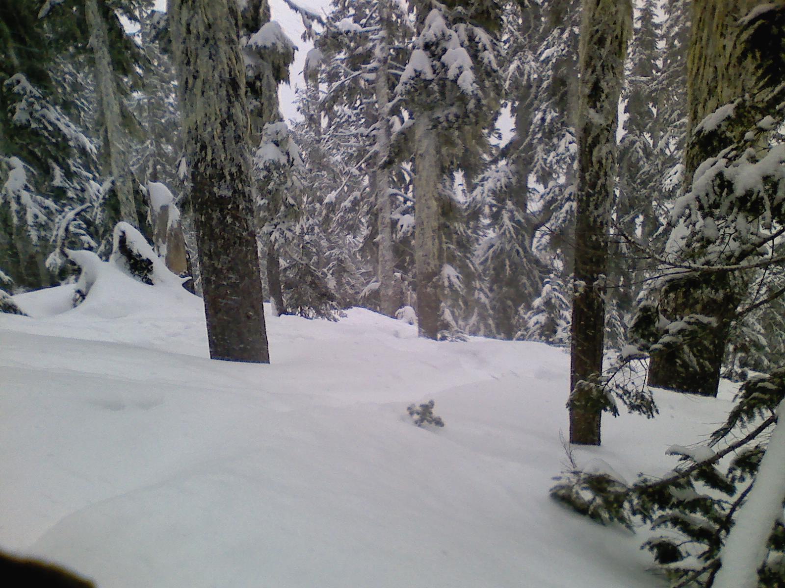 7 trees at baker