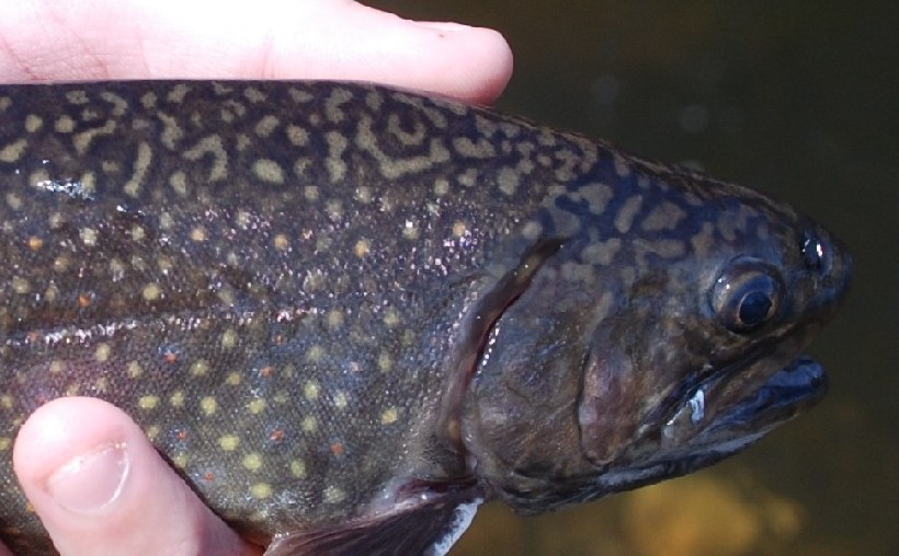 A face only a fisherman could love