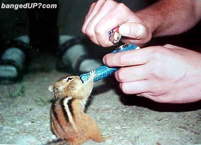 a fat rails  on a sex change