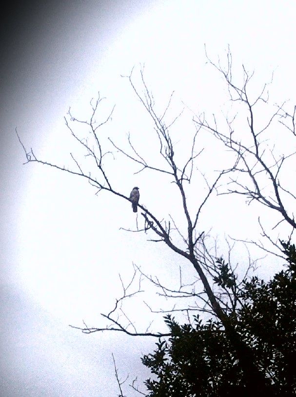 A hawk in the trees