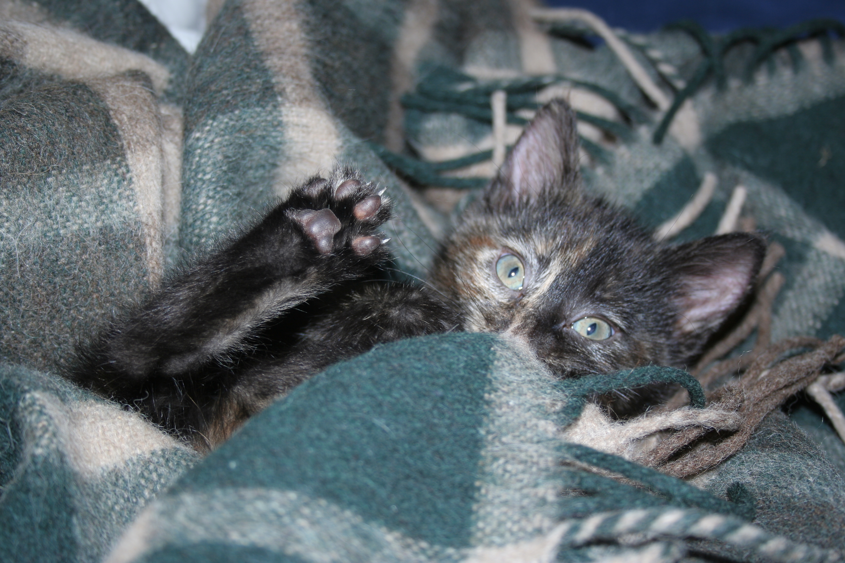 A little black pussy in my bed