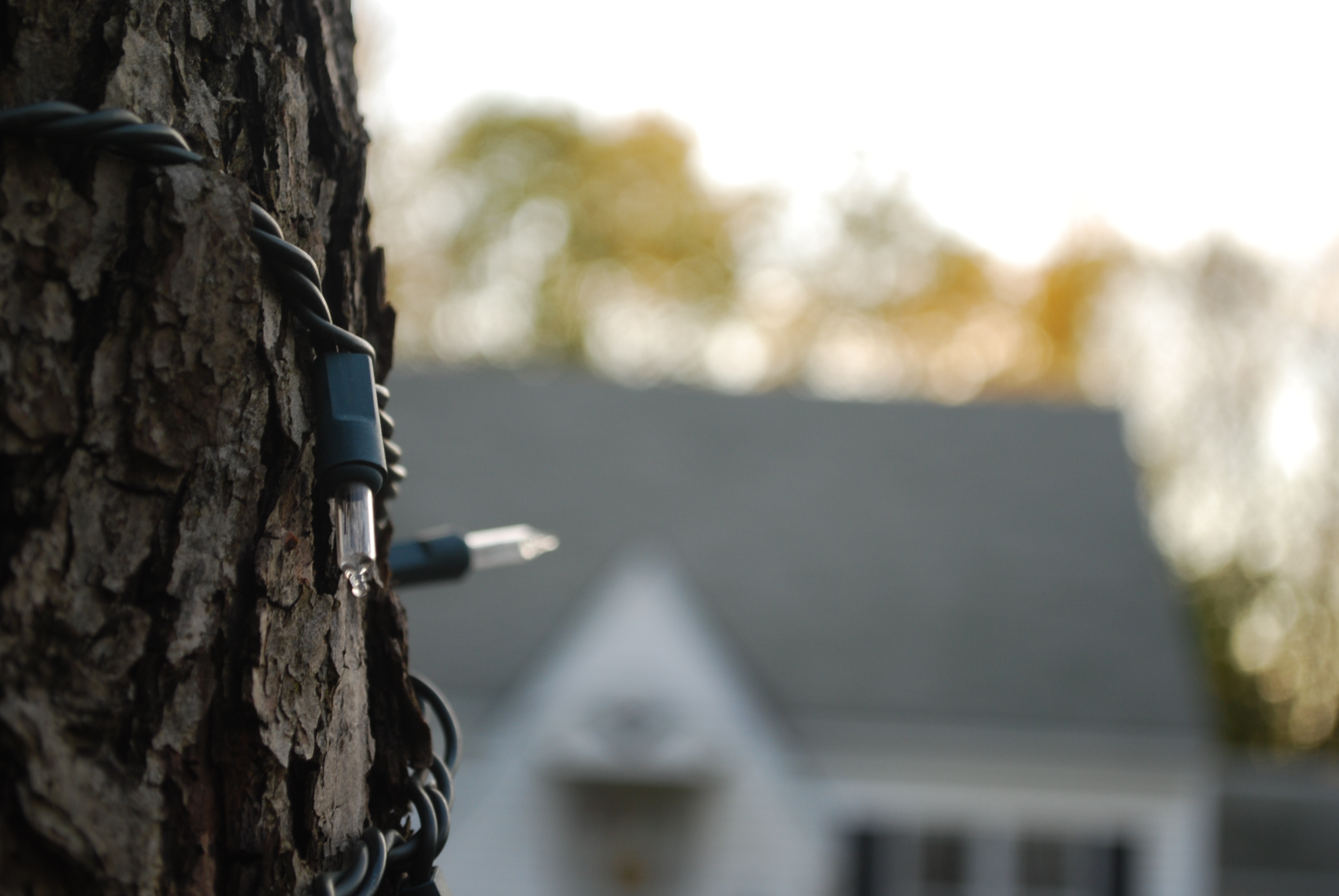 A little early for decorations