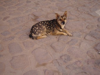 A real liger, dog version