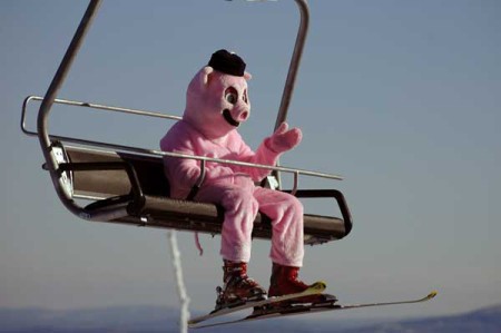 a skiing pig