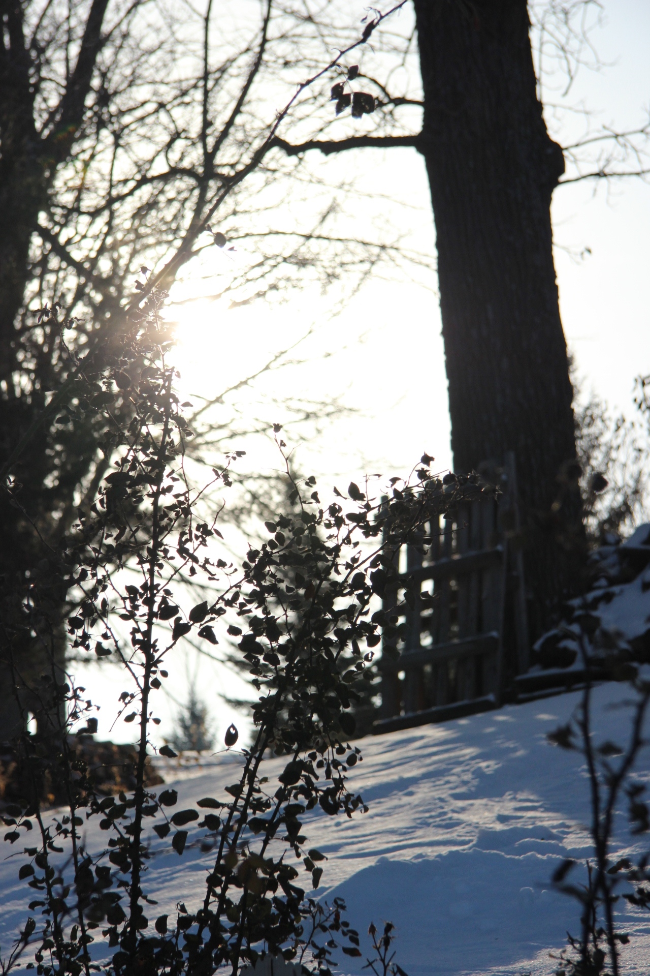 A tree and a broken fence