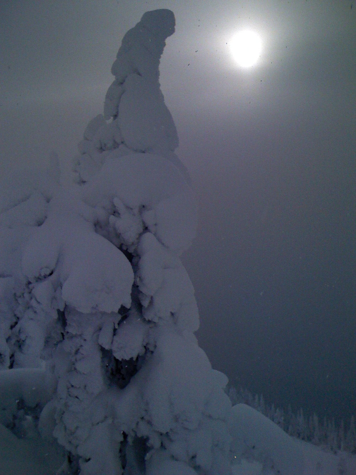 A tree covered in snow