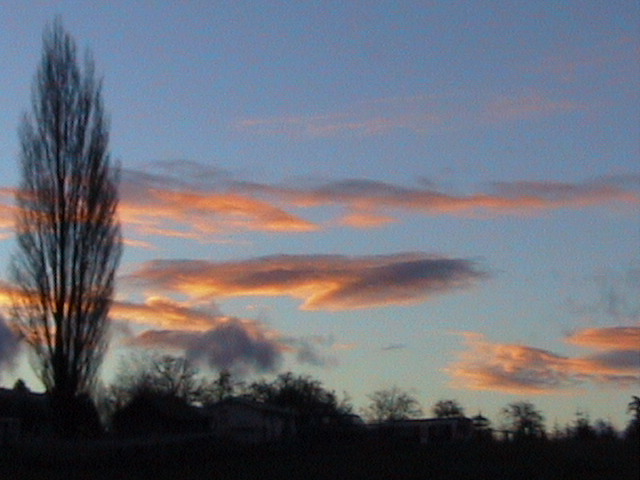 a tree with coolness