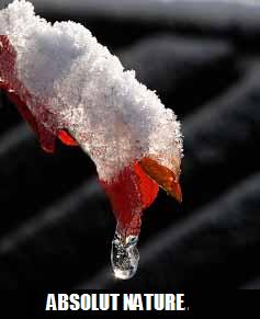 absolut shape. contest