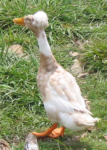 afroduck