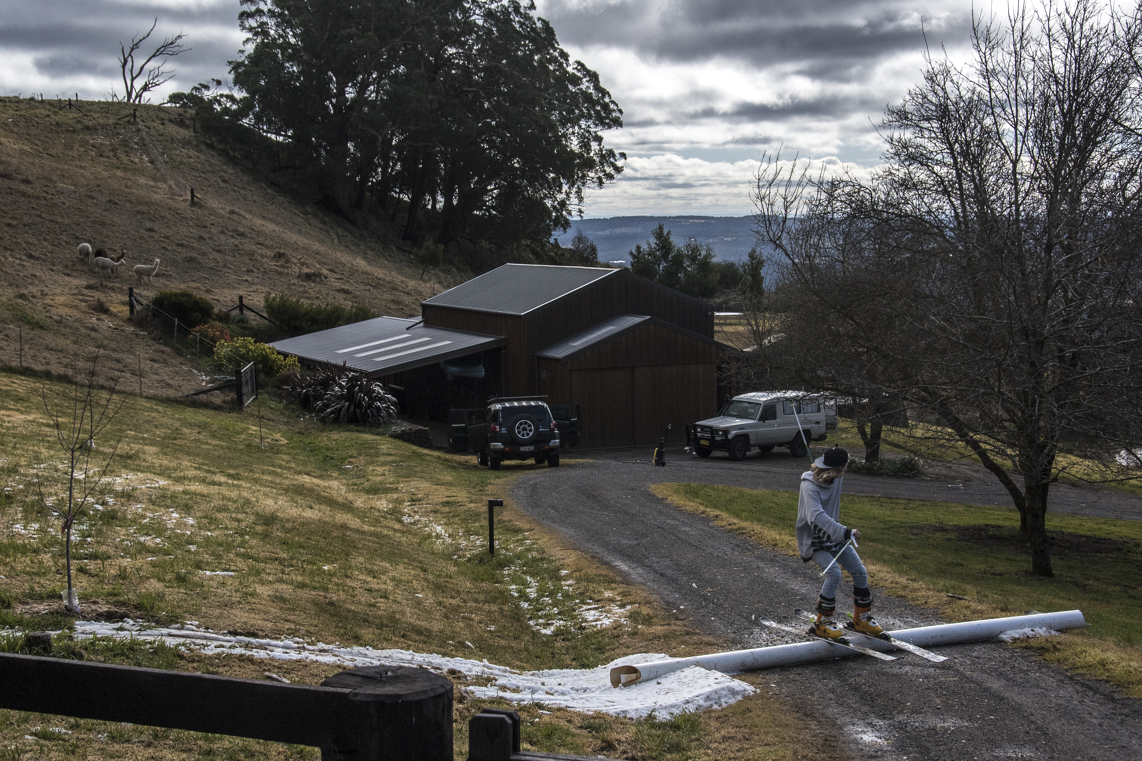 Alpaca's love skiing