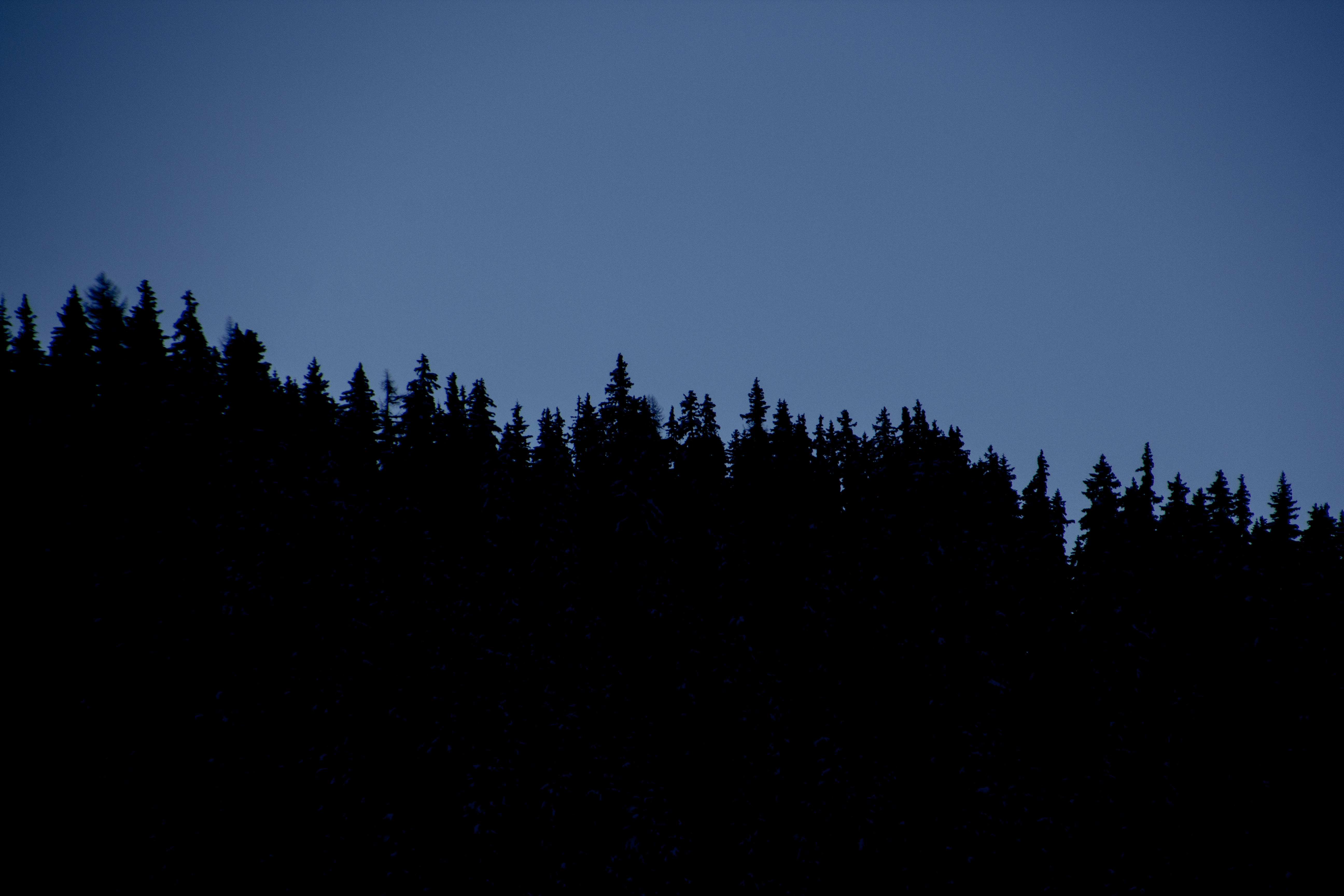Alpine trees in the morning