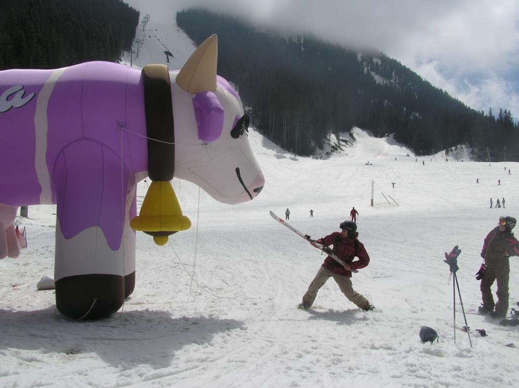 and out of nowhere this cow attacked me