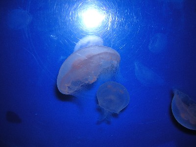 another jellyfish