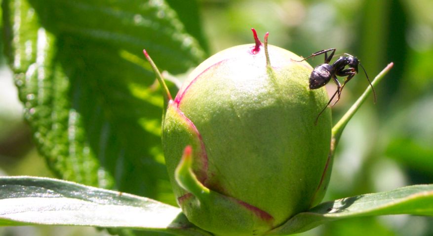 Ant on bud
