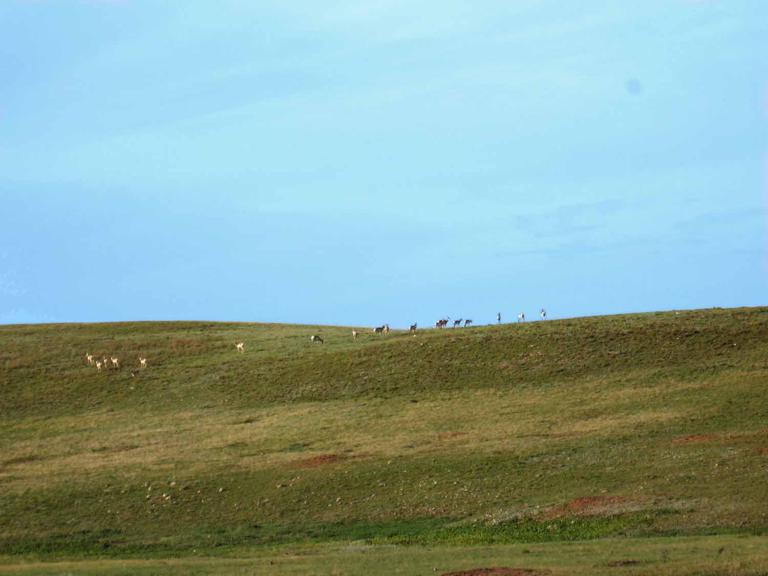 antelope on a hill