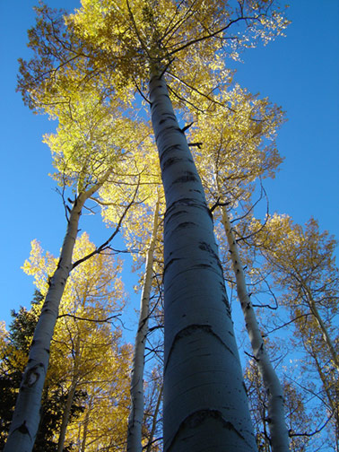 Aspens