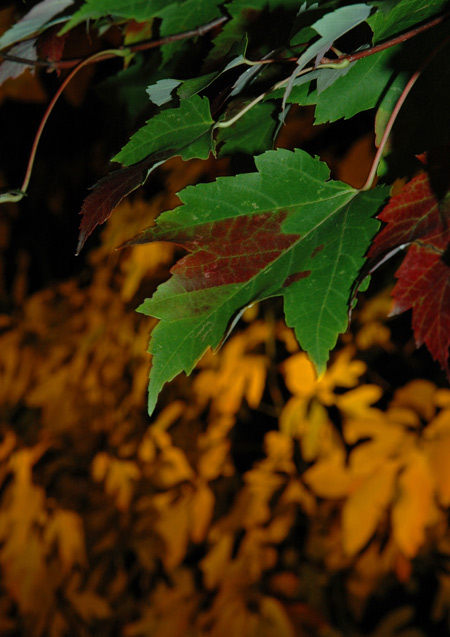 Autumn: Sassafras and Maple