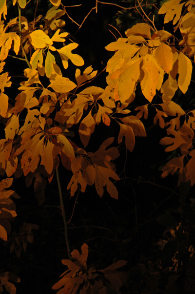 Autumn: Yellow Sassafras