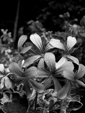 B&W Flowers