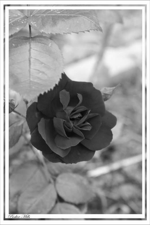 B&W rose