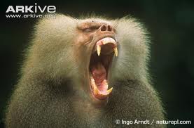 Baboon