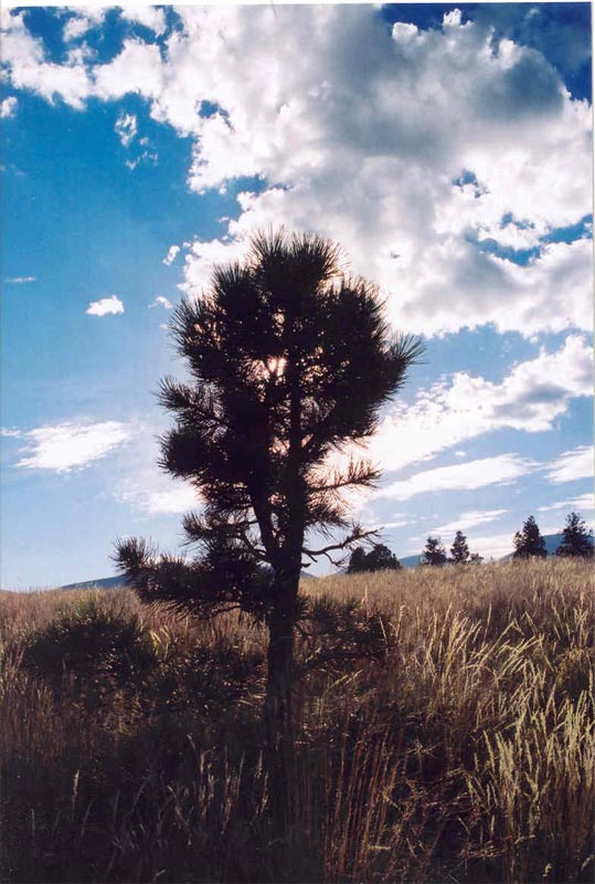 baby Pine Tree w/sun